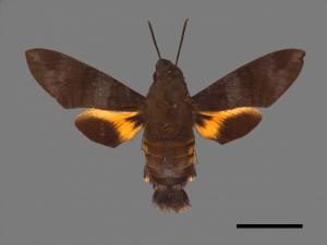 Macroglossum corythus luteata[黃紋長喙天蛾][00016504]