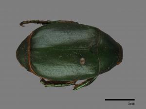 Anomala albopilosa trachypyga[小青銅金龜][00088698]