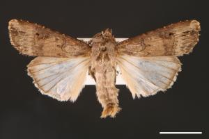 Agrotis ipsilon[小地老虎][00000671]