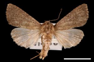 <已分類>Genus：Condica[00057224]
