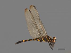 Onychothemis testacea tonkinensis[琥珀蜻蜓][00103764]
