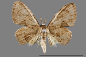 Phazaca kosemponicola[甲仙圓翅雙尾蛾][00012429]