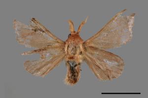 Triuncina brunnea[褐斑白蠶蛾][00053073]