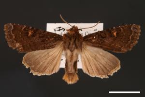 Apamea taiwana[臺灣秀夜蛾][00002061]