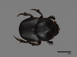 Onthophagus tricornis[三角嗡蜣螂][00080140]