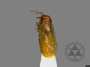 <已分類>Family：Psyllidae[木蝨科][00078154]