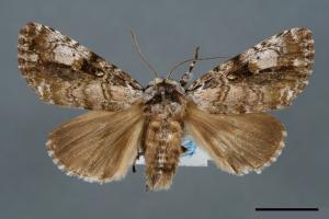 Anacronicta nitida[明后夜蛾][00000101]