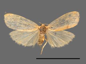 Tigrioides immaculatus[黃苔蛾][00051589]