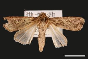 Spodoptera litura[斜紋夜蛾][00090421]