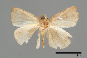 Hypena albopunctalis[00009825]