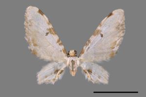 Brabira artemidora pallida[角斑波尺蛾][00019444]