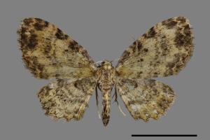 Collix praetenta[緣線波尺蛾][00091326]