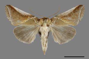 Habrosyne fraterna chekiangensis[費浩波紋蛾][00091279]