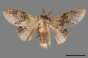 Stauropus sikkimensis lushanus[錫金蟻舟蛾][00015597]