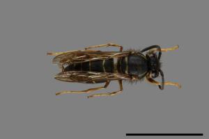 Vespula flaviceps[細黃胡蜂][00073048]