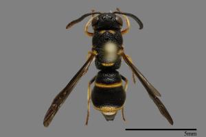 Parancistrocerus kuraruensis[鐘腰螨寄蜾臝][00013199]