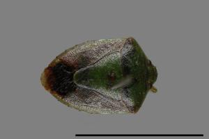 <已分類>Genus：Plautia[00054342]
