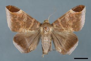 Dysgonia illibata[00005633]