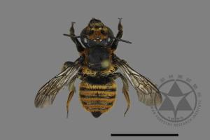 Megachile rufovittata[紅圈切葉蜂][00130178]