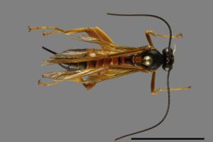 <已分類>Family：Ichneumonidae[姬蜂科][00100070]