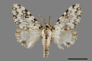 Lymantria concolor concolor[絡毒蛾][00020687]