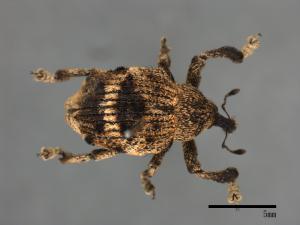 <已分類>Family：Curculionidae[象鼻蟲科][00082621]