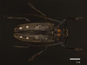 Batocera davidis[大衛大天牛(大白條天牛)][00088257]