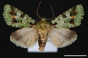 Diphtherocome pulchra[雅美翠夜蛾][00000285]