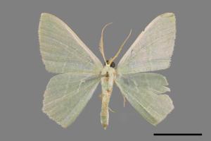 Thalassodes immisarius opalinus[粗脛翠尺蛾][00024725]