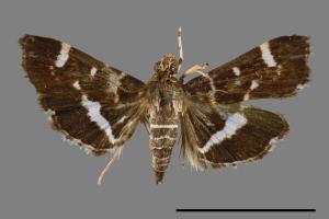 Hymenia perspectalis[00023309]