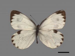 Pieris canidia[臺灣紋白蝶][00015498]