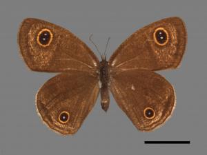 Ypthima multistriata[臺灣波紋蛇目蝶][00015324]