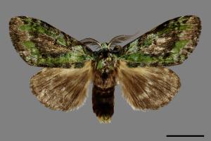 Somera viridifusca viridifusca[瑟舟蛾][00091493]