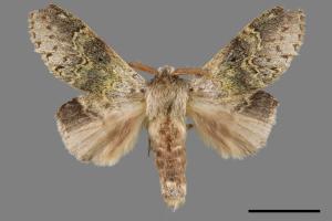 Stauropus sikkimensis lushanus[錫金蟻舟蛾][00015592]