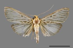 Tyspanodes hypsalis[00053553]