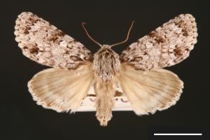 Acronicta albistigma[00000433]