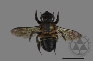 Megachile anthophila[花切葉蜂][00165896]