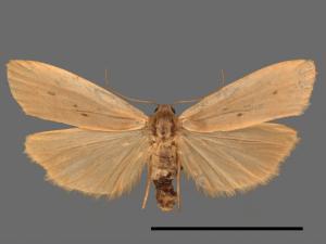 Pelosia muscerda tetrasticta[六點苔蛾][00056711]