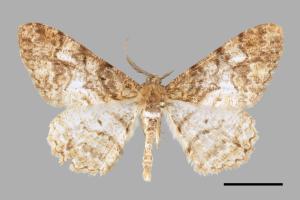 Alcis admissaria undularia[大霜尺蛾][00069151]