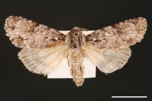 Acronicta albistigma[00000424]