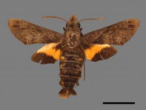 Macroglossum fritzei[佛瑞茲長喙天蛾][00016538]