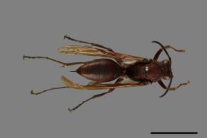 Polistes strigosus[胸稜馬蜂][00101822]