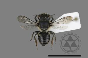 <已分類>Genus：Megachile[切葉蜂屬][00197136]