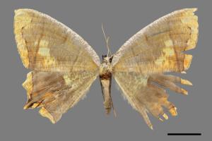 Thinopteryx nebulosa[灰斑黃蝶尺蛾][00045156]