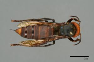 Vespa mandarinia[中華大虎頭蜂][00096500]