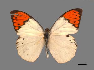 Hebomoia glaucippe formosana[端紅蝶][00015504]