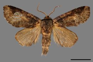 Neodrymonia seriatopunctata[黃肩舟蛾][00042361]