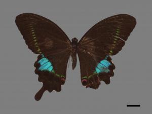 Papilio hermosanus[琉璃紋鳳蝶][00014599]