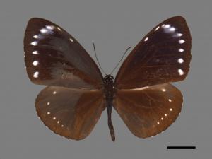 Euploea tulliolus koxinga[小紫斑蝶][00088075]