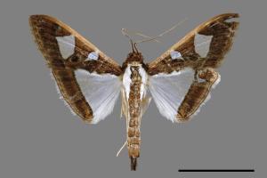 Glyphodes actorionalis[00035167]